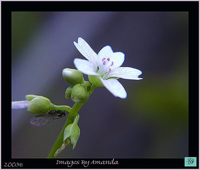 The tiniest of subjects