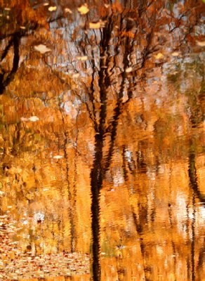 Autumn Abstract