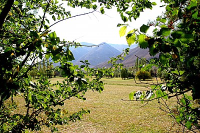 GREEN WINDOW