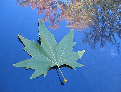 Leaf and Reflection...