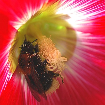 Bumblebee in hollyhock