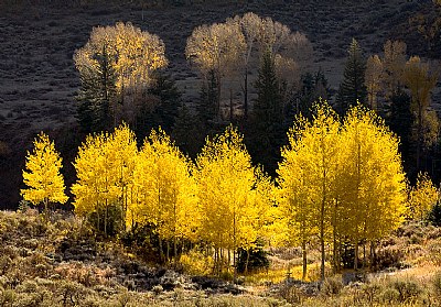 Backlit Aspens