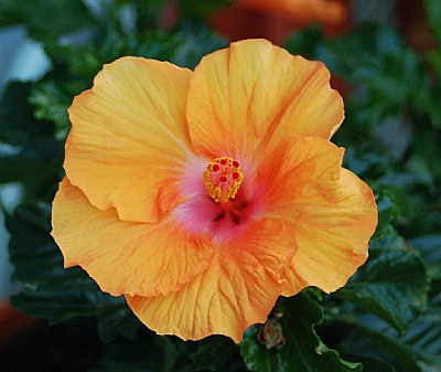 hibiscus