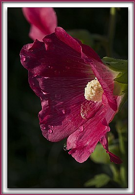 Red Hollyhock