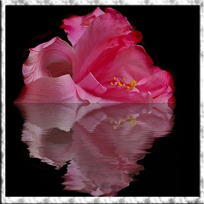 Reflective Pink