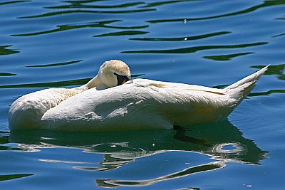 Resting Swan