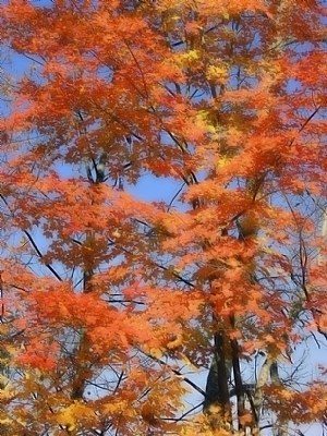 Autumn at Thanksgiving Day