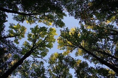 Sunlight in the Treetops