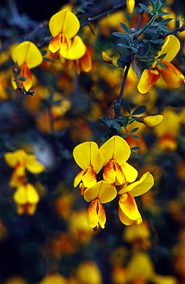 ScotchBroom