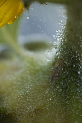 sunflower dew