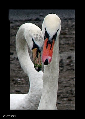 Swan Heart