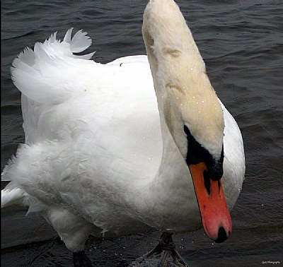 Swan Down