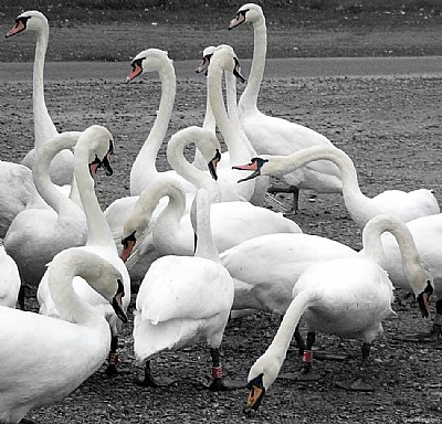 Swan fest