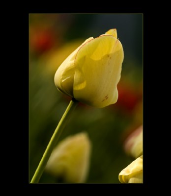 Tulip #23