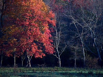 Fall Scene