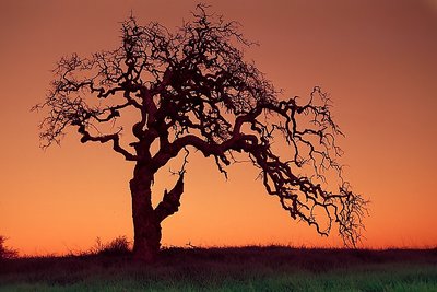 Lone Tree