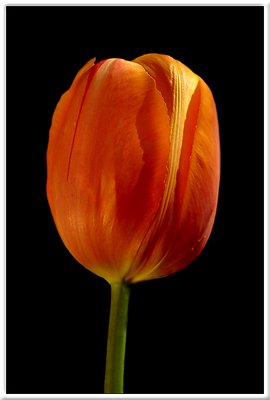 Tulip 02