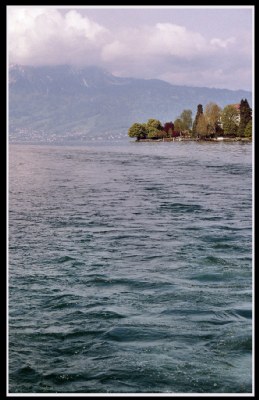 Trees by the lake