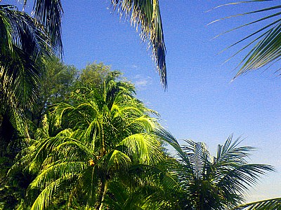 Blue & Palms