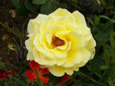 Yellow Rose