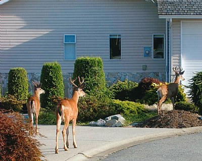 Evening Visitors