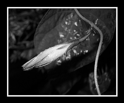 Rainy Morning Glory Bud at Night