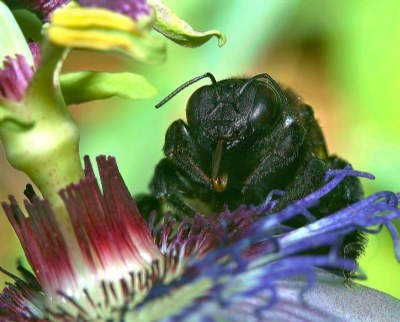 Female Carpenter Bee