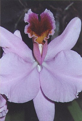 Orchid