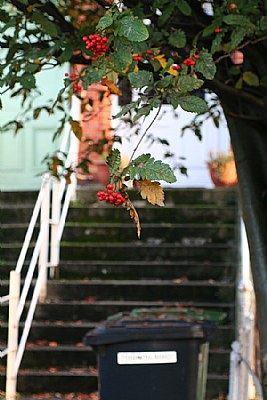 Urban Fruit