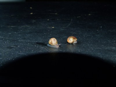Snails