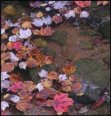 Floating leaves.