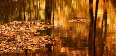 Autumn Reflections Series