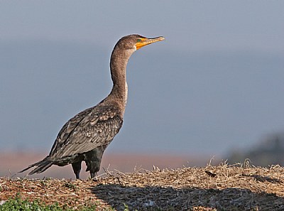 Double- Crested Cormorant