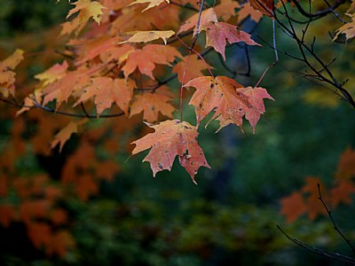 Maples