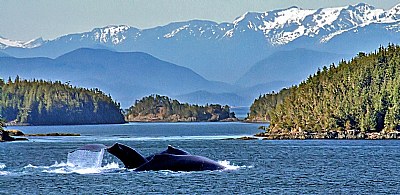 Alaskan Humpbacks
