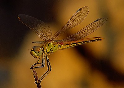 Dragonfly