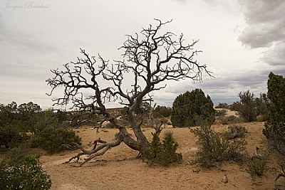 dead tree