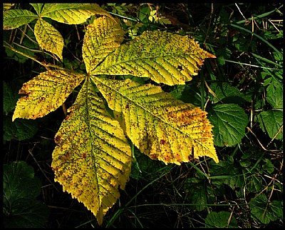 autumnal details