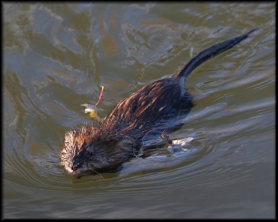 Muskrat