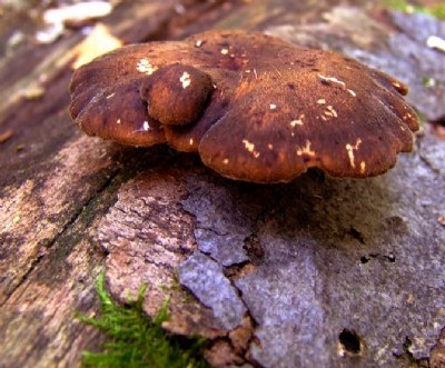 Brown Mushroom
