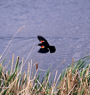 Ready for Landing