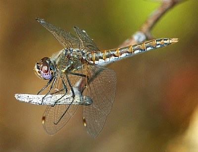 Dragonfly