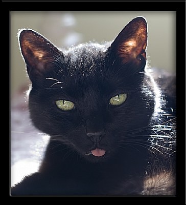 Backlit Cat