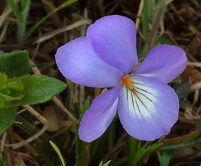 violet wildflower