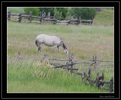 Grazing