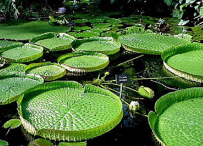 Heart Lilies 