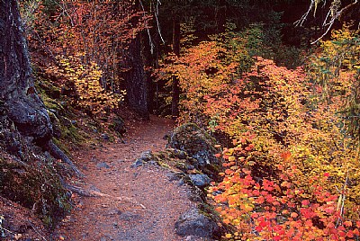 Proxy Falls Trail