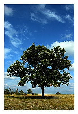 Tree under clouds