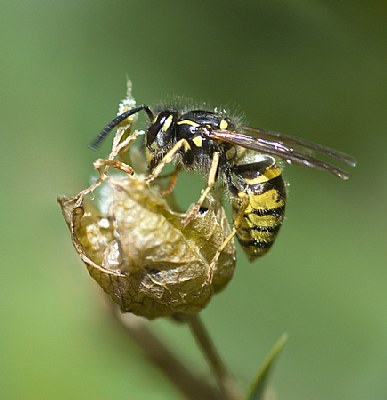 Wasp Shell