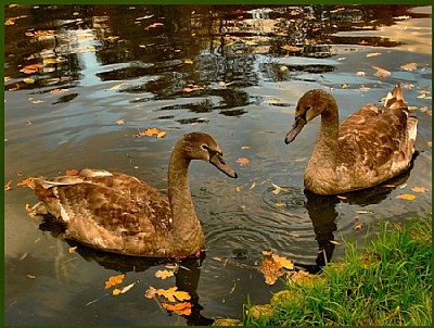 In love swan...